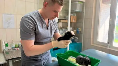 Опіки носа та лапки: у Харкові врятували кошенят з палаючого сміття