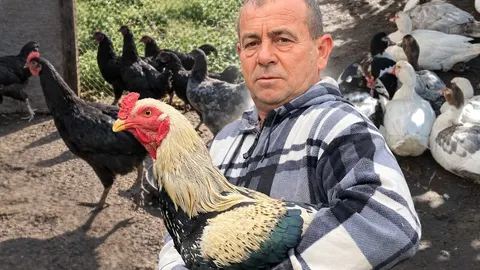 Майже 200 птахів, фазани й павичі: як живе господарство Руслана Опанащука з Пули