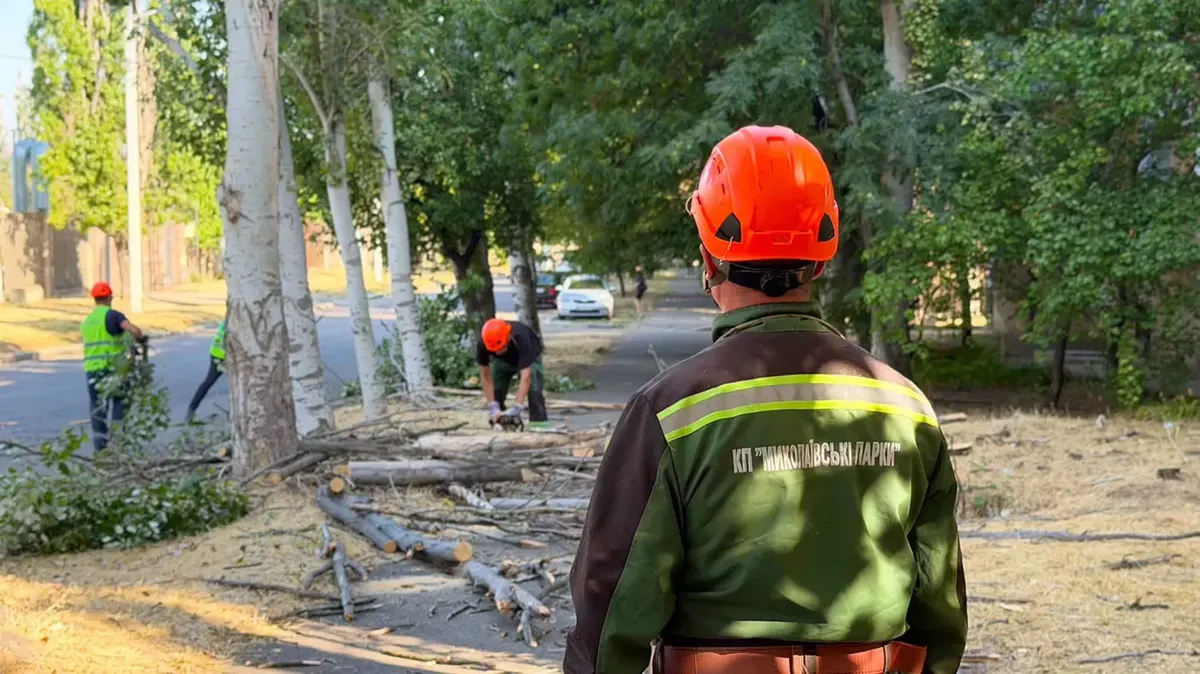 У Миколаєві на 6-й Слобідській знесуть 22 сухі тополі: нові дерева поки не садитимуть
