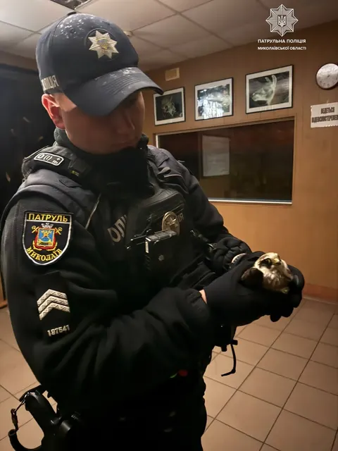 У Миколаєві патрульні зняли пораненого хижака з проїжджої частини