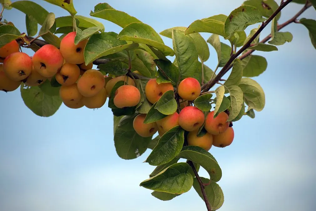 Яблуні, черешні, груші: що варто садити восени, аби дерева прижилися за лічені тижні