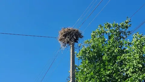 «Це жива істота, а не лялька»: на Кіровоградщині рятують лелеченя зі стовпа