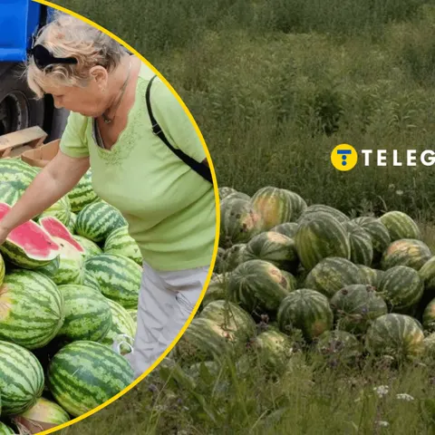 «Просто так віддамо»: черкаський фермер через відсутність покупців готовий розда