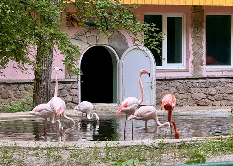 Миколаївський зоопарк хоче третю свердловину: на воду для ставків і тварин виділ