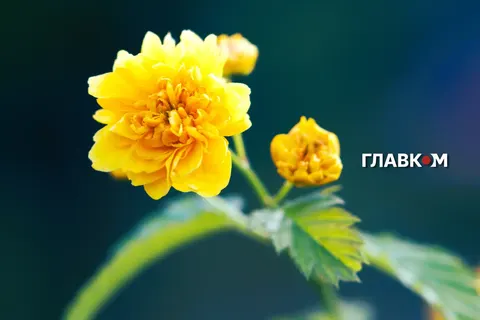Після похолодання в Україну повертається спека до +38°