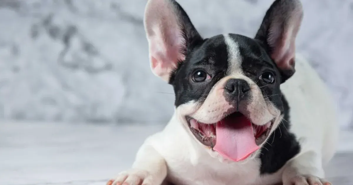Сонечка з хвостом: 7 порід собак, які заряджають радістю
