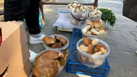 Білі гриби на Тернопільщині продають по 450 гривень за кіло