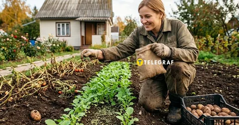 Гірчиця замість хімії: як восени позбутися бур'янів і шкідників