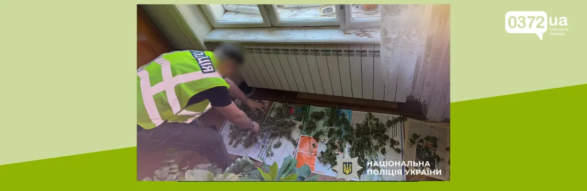 21 обшук на Буковині: понад 200 кущів конопель, канабіс і арбалет