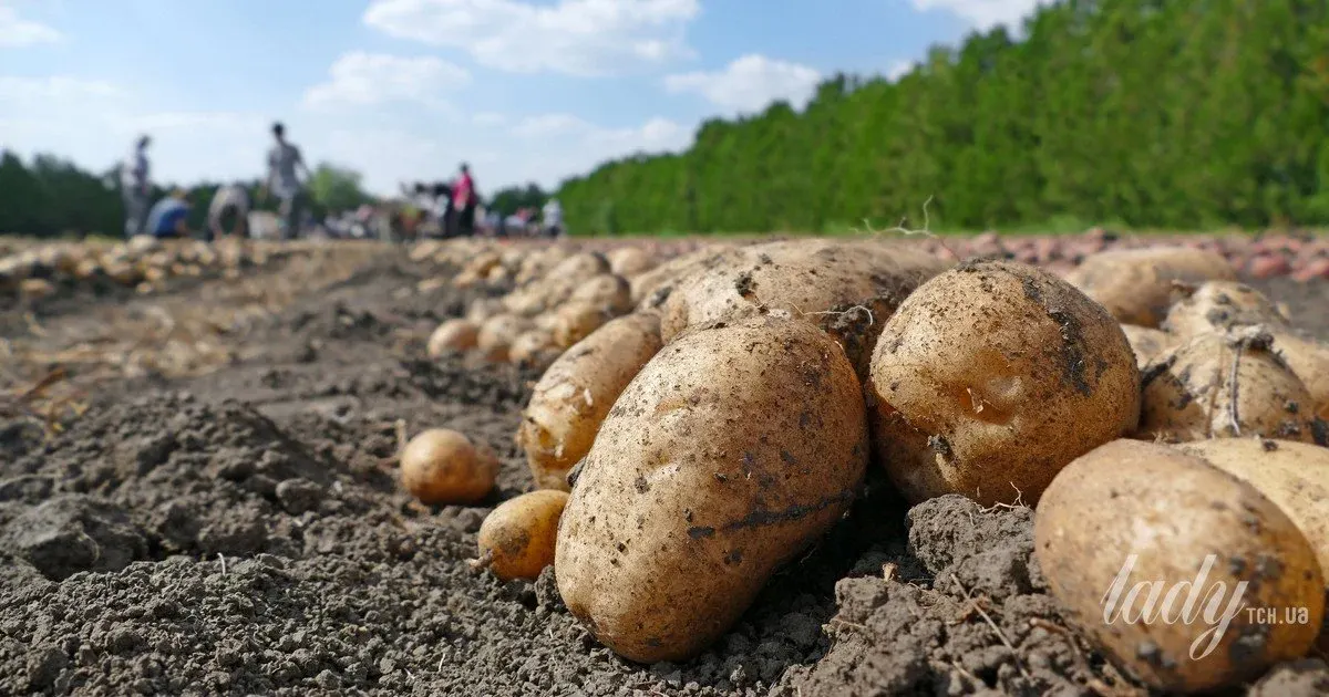 Спека вдарила по врожаю: що буде з цінами на картоплю взимку