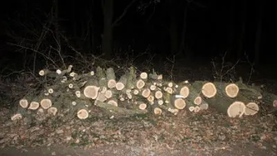 На Одещині двоє чоловіків заплатять майже 40 тисяч за п'ять зрубаних дубів