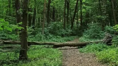5 гектарів лісу на Тернопільщині: прокуратура судиться за землю