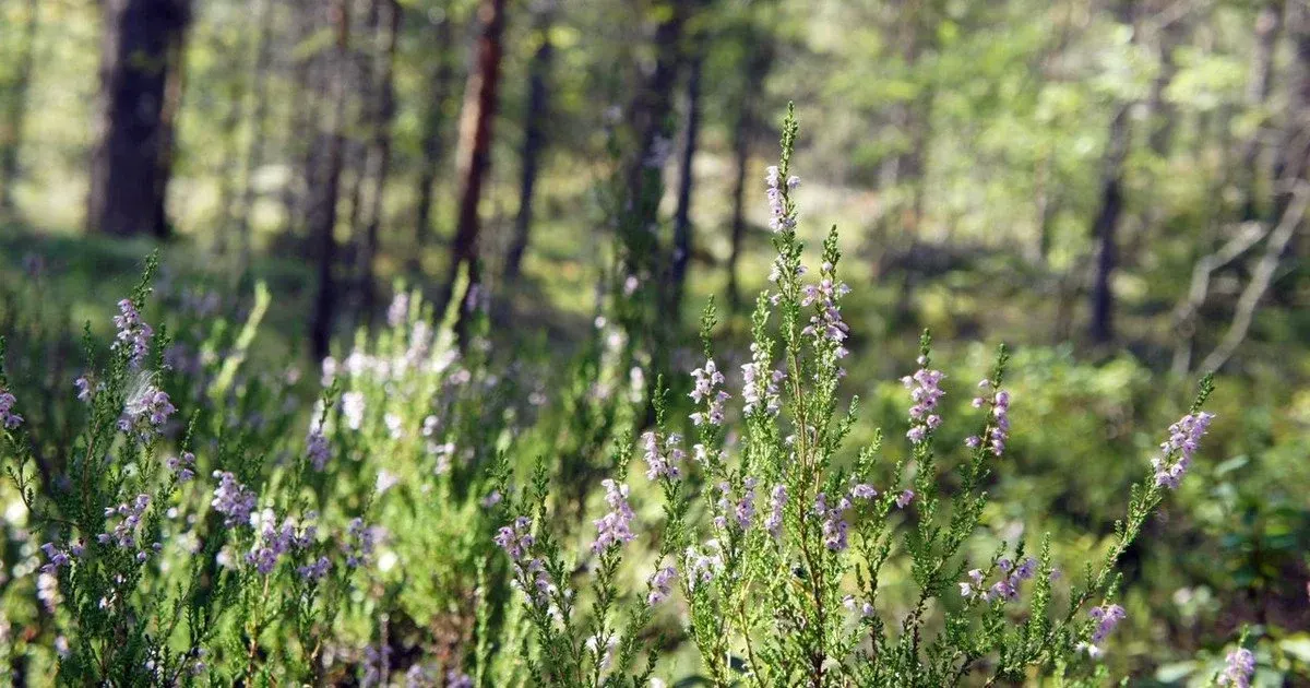День ангела 26 серпня: хто святкує іменини та як привітати