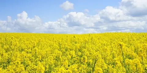 Кооперативи зможуть експортувати сою та ріпак через ДАР: нові правила
