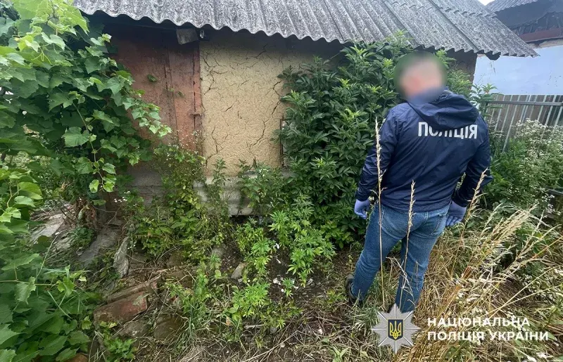 На Буковині викрили масштабну наркоферму: 200 кущів конопель і 2,5 кг канабісу