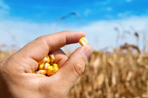 Зерно в Україні дешевшає, у світі дорожчає: що відбувається
