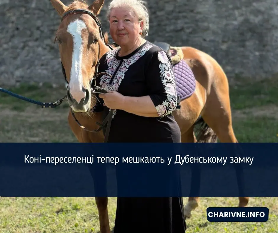 Коні-переселенці знайшли прихисток у Дубенському замку