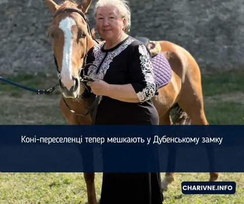 Коні-переселенці знайшли прихисток у Дубенському замку