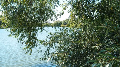 У Вінниці водолази закупорили три труби, що скидали нечистоти в озеро