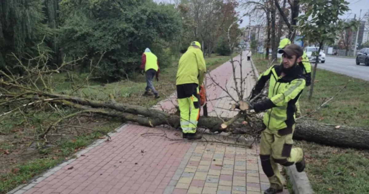На дамбі Тернопільського ставу прибирають три сухостійні каштани