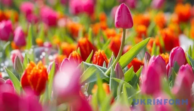 Українці перейшли на зрізані квіти: імпорт троянд злетів удесятеро