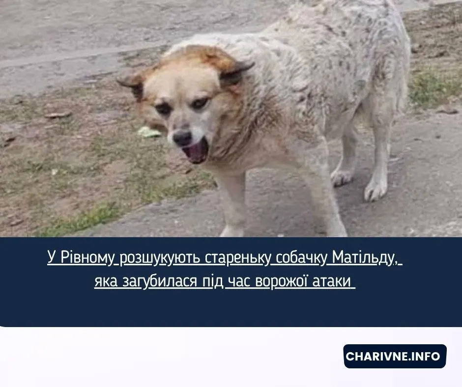 У Рівному шукають стареньку собачку Матільду, яка зникла під час обстрілів