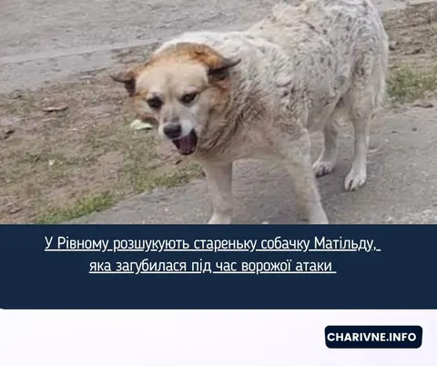 У Рівному шукають стареньку собачку Матільду, яка зникла під час обстрілів