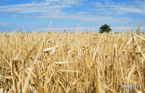 Ціни на зерно на Миколаївщині впали майже вдвічі через удари по портах