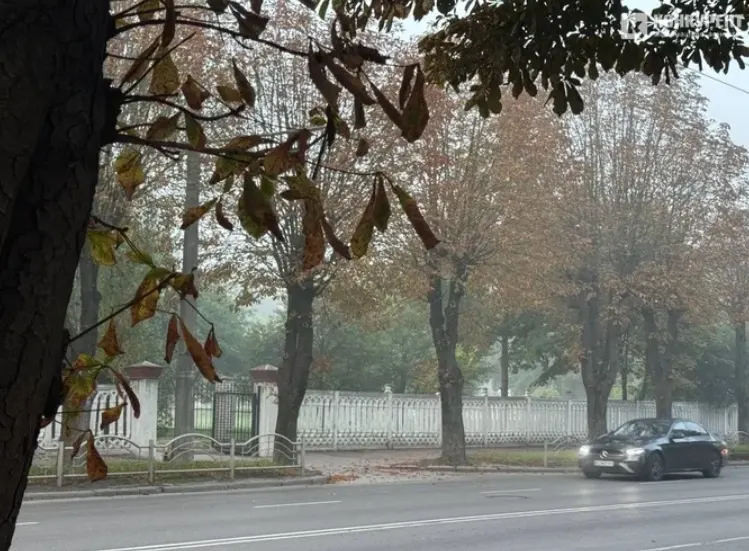 Волинь затягне туманом: видимість на дорогах впаде до 200 метрів