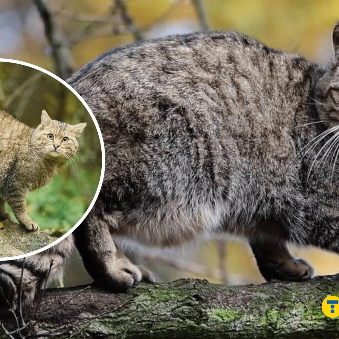 Дикий лісовий кіт vs домашній: як їх відрізнити