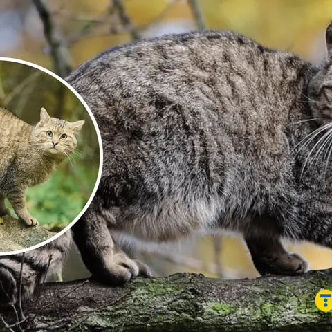 Дикий лісовий кіт vs домашній: як їх відрізнити