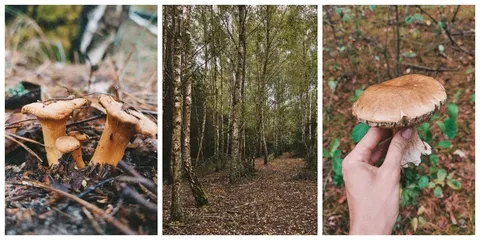 Після зливи волинські ліси ожили: що зараз збирають грибники на Любомльщині
