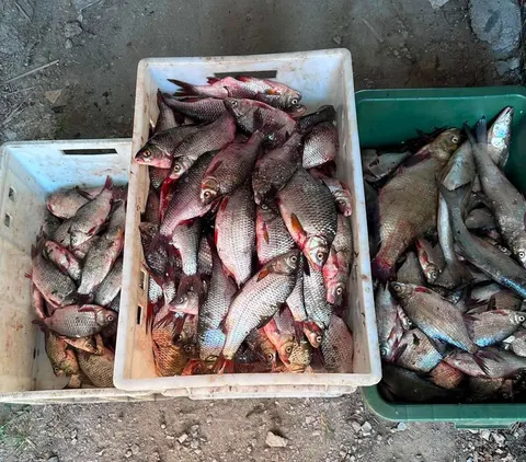 На Дніпровському водосховищі браконьєри завдали збитків на понад 900 тисяч гривень