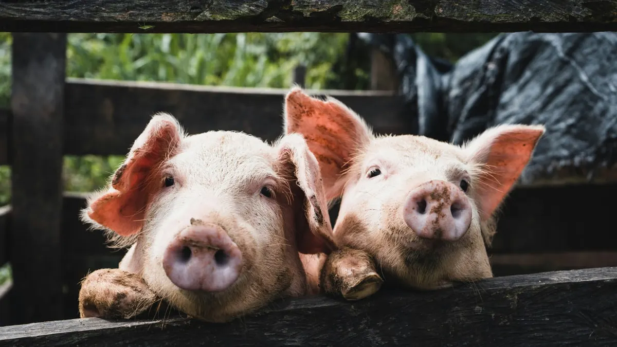 KSG Agro подвоїв прибуток у півріччі, попри падіння виручки на 40%