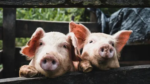 KSG Agro подвоїв прибуток у півріччі, попри падіння виручки на 40%