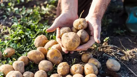 Картопля у Луцьку: скільки просять за кілограм нового врожаю