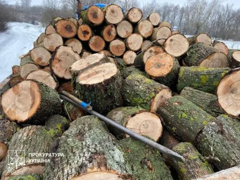 Спиляв 14 ясенів і не встиг продати: на Харківщині судитимуть чоловіка