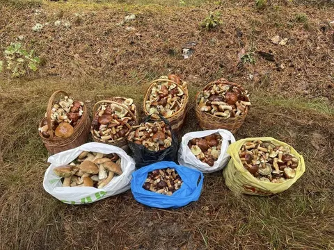 Бліда поганка в лісах Полісся: одна помилка — і кошик стає небезпечним