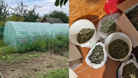 Теплиця під Луцьком і 25 кг канабісу: на Волині викрили чотирьох