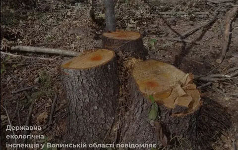 На Волині вирубали майже 500 дерев: збитки держави — понад 3 млн грн