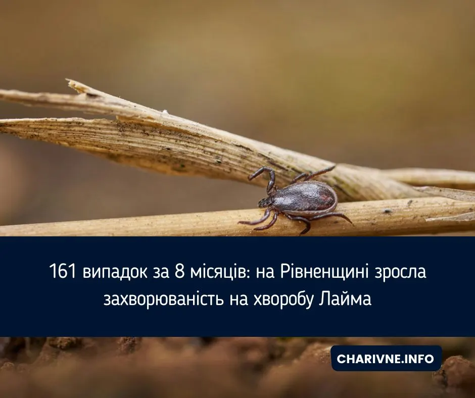 Кліщі на Рівненщині: 161 випадок хвороби Лайма за 8 місяців