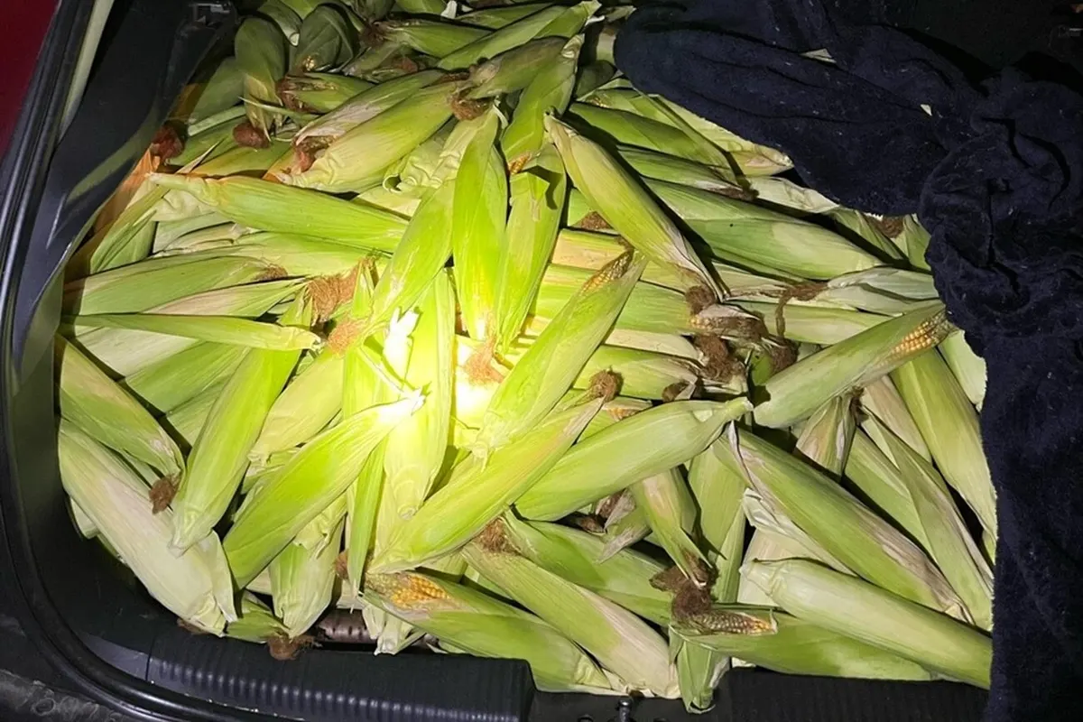 У Німеччині троє українців викрали з поля 300 кг кукурудзи