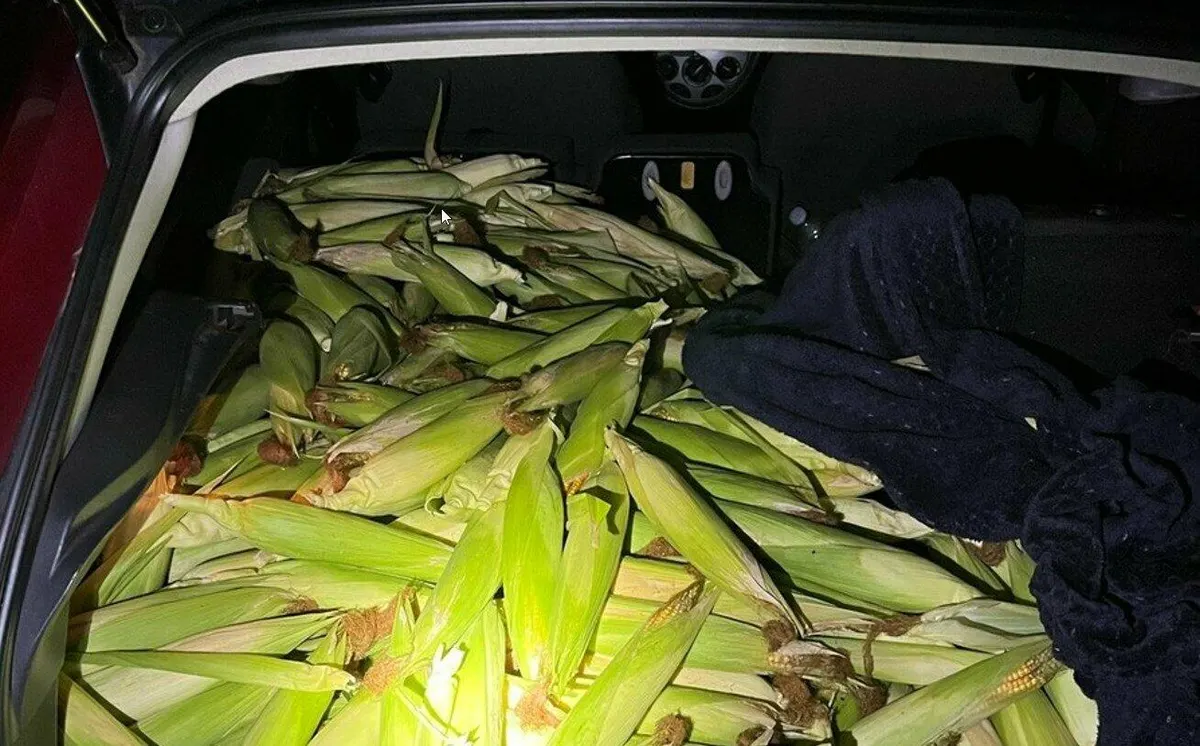 У Німеччині українки вкрали 300 кг кукурудзи, але вона була незрілою