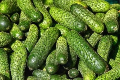 Тепличні огірки в Україні подорожчали на 20% за тиждень