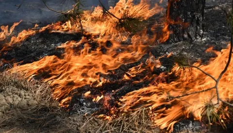 Шостий день у Ялті гасять лісову пожежу: вогонь на схилах, смог над містом