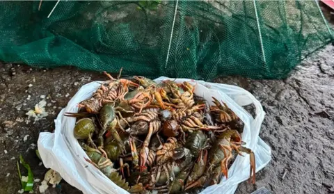 На Дніпропетровщині заборонять ловити раків: що буде за порушення
