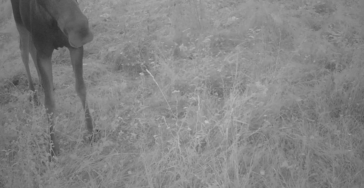«Гість у заповіднику»: на Тернопільщині фотопастка зафіксувала лося
