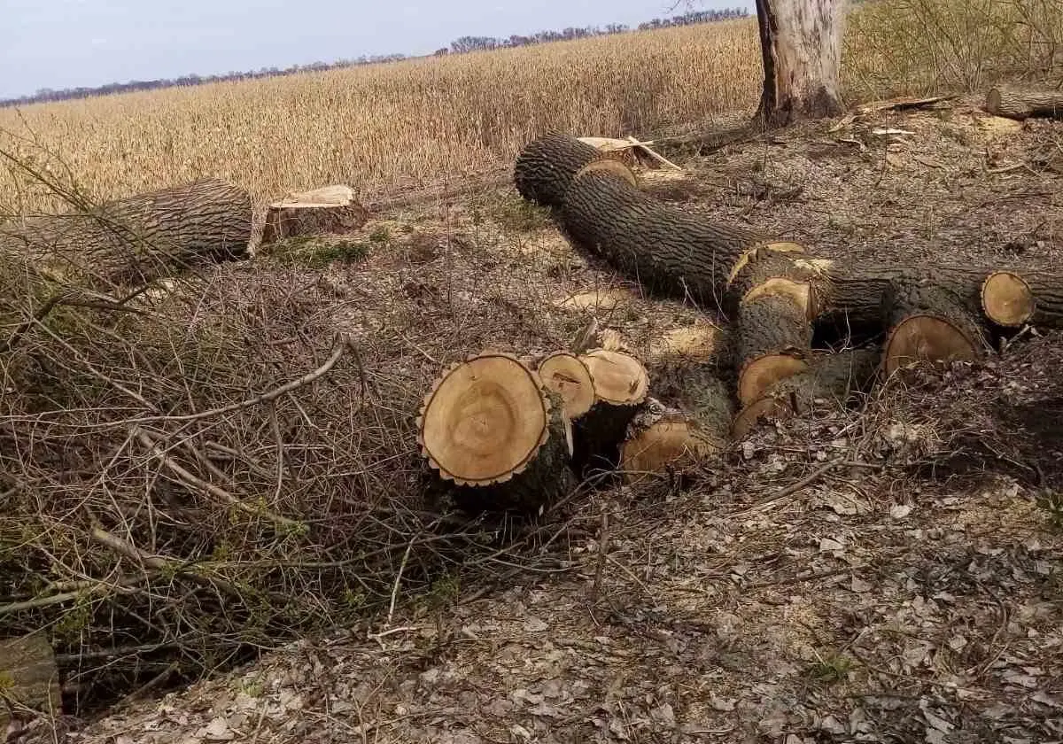 На Уманщині незаконна рубка дерев завдала збитків на понад мільйон гривень