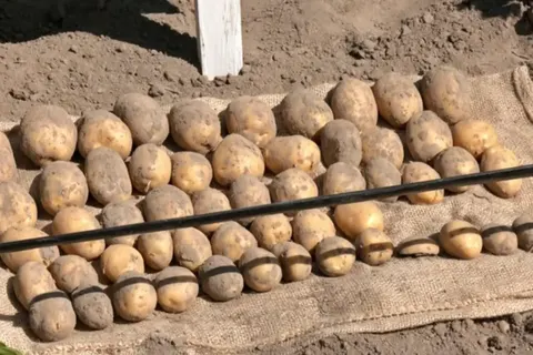 Які сорти картоплі вціліли під час спеки: підсумки «Дня поля» на Волині