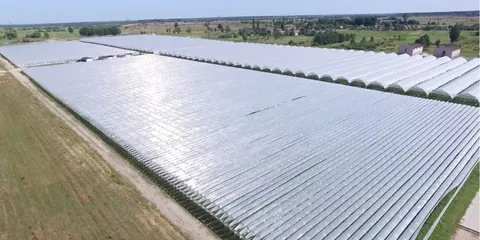 Тепличний комплекс із полуницею на Київщині продають за $11 млн